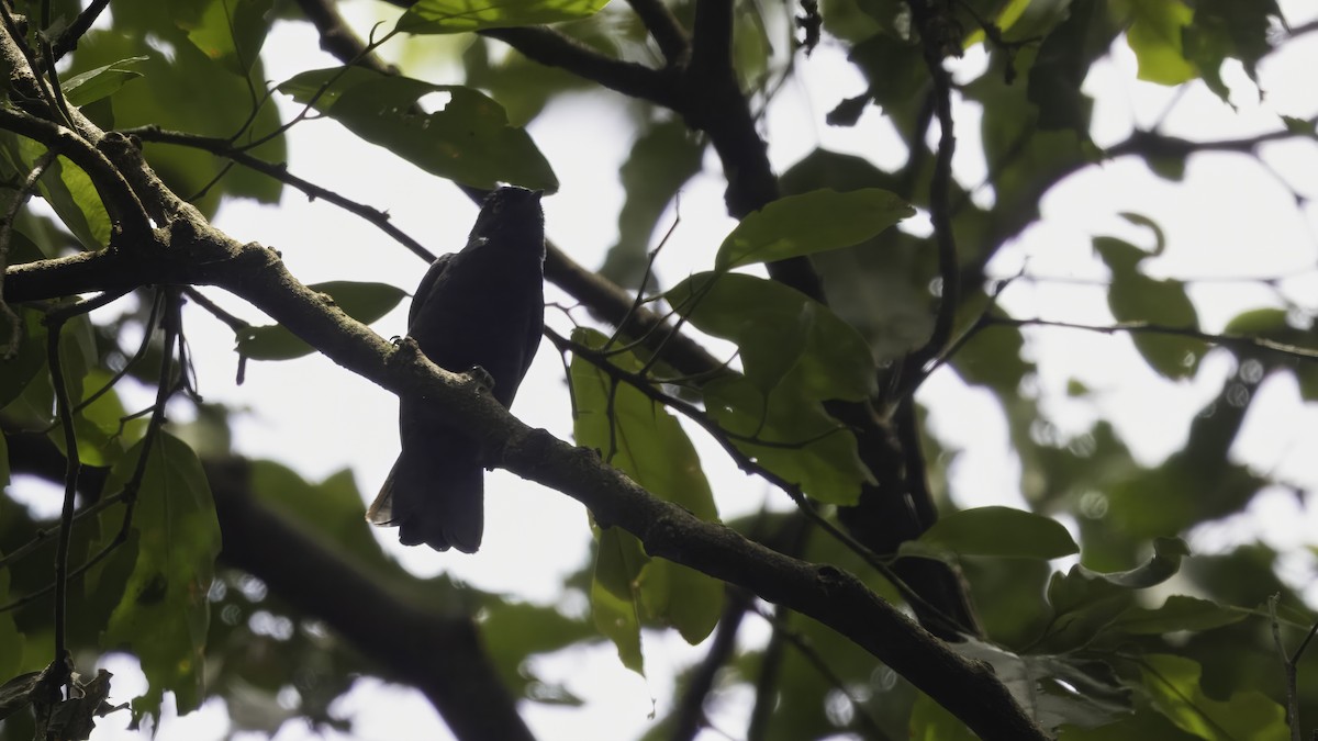 Dusky Tit - ML638740572