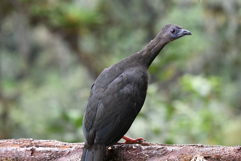 Sickle-winged Guan - ML638740577
