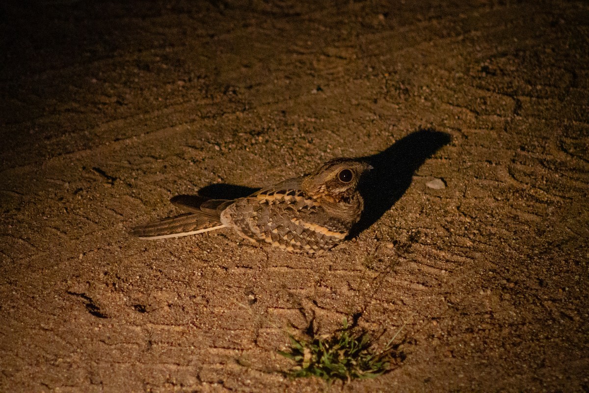 Square-tailed Nightjar - ML638740580