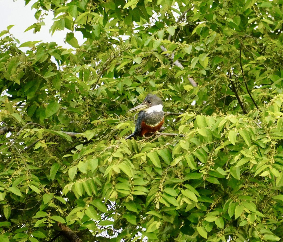 Ringed Kingfisher - ML638740581