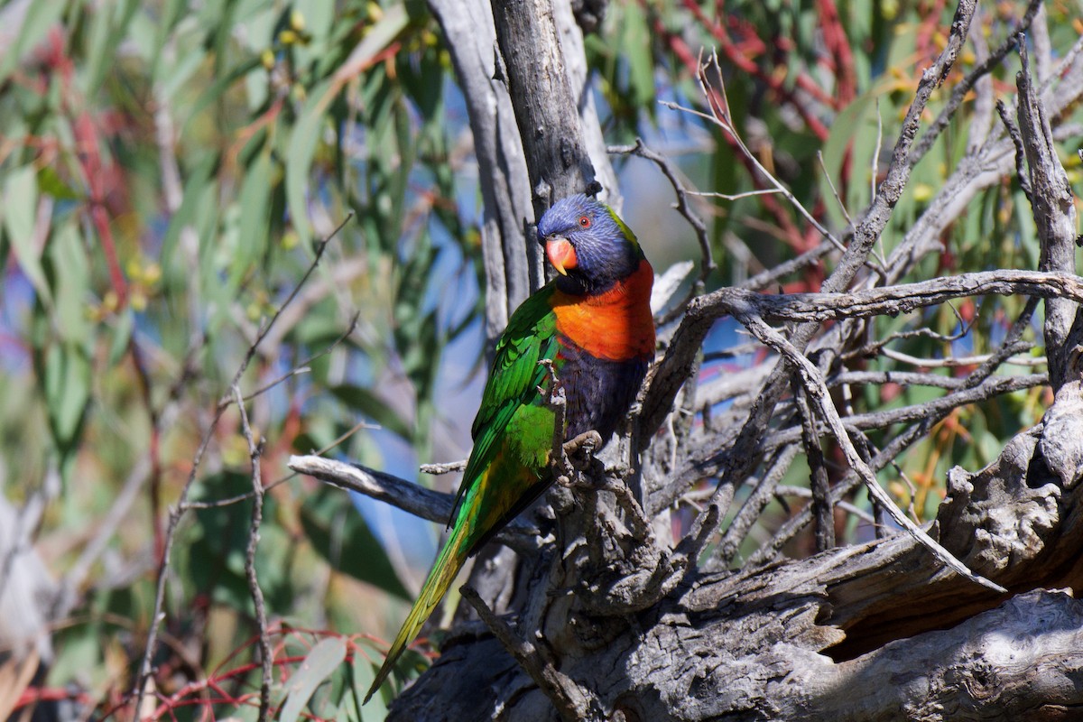 Rainbow Lorikeet - ML638740622