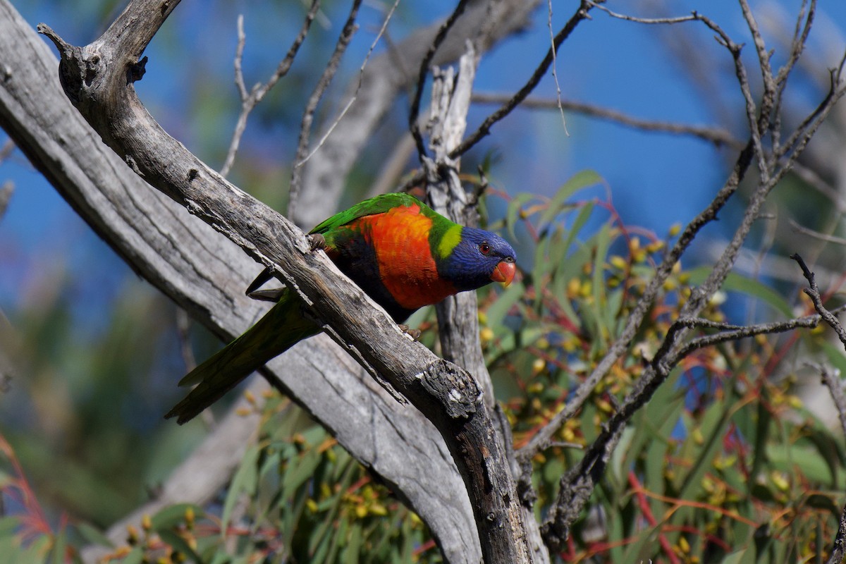 Rainbow Lorikeet - ML638740624