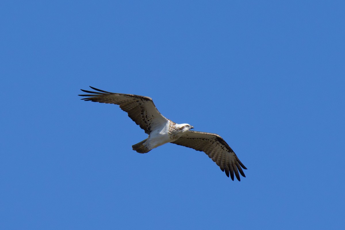 Osprey - ML638740629
