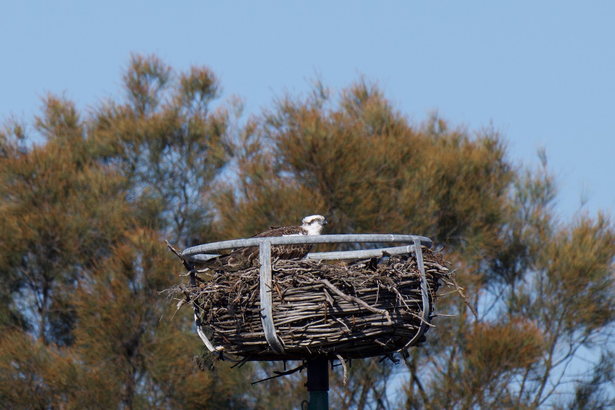Osprey - ML638740630