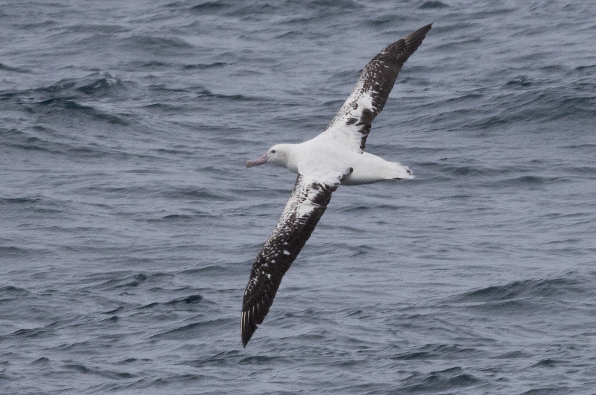 Antipodean Albatross (Gibson's) - ML638740635