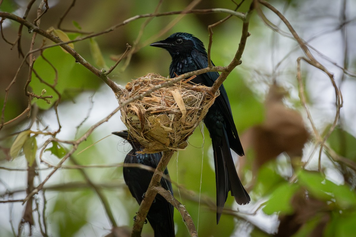 bronsedrongo - ML638740649
