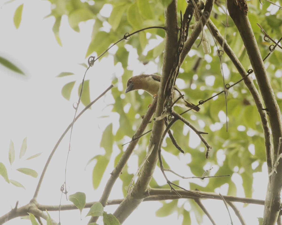 Sooty Barbet - ML638740669