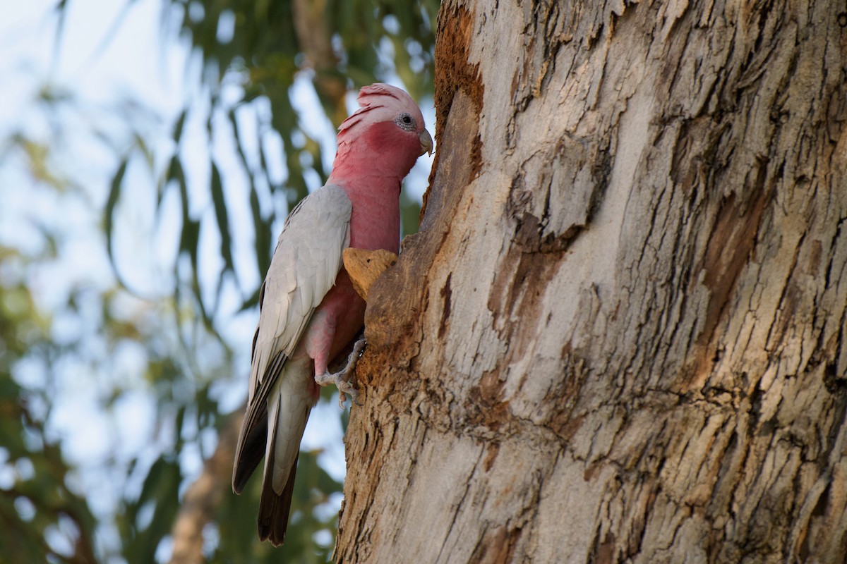 Galah - ML638740673
