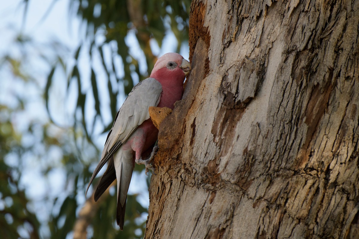 Galah - ML638740674