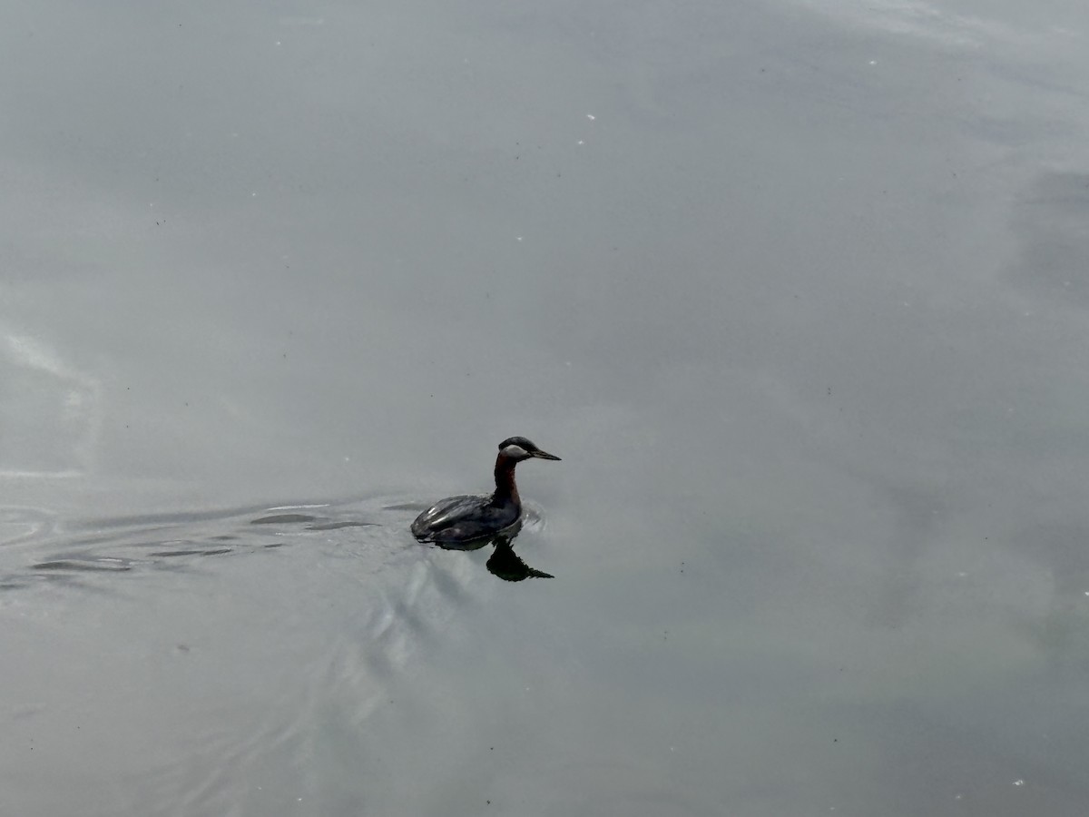 Red-necked Grebe - ML638740675
