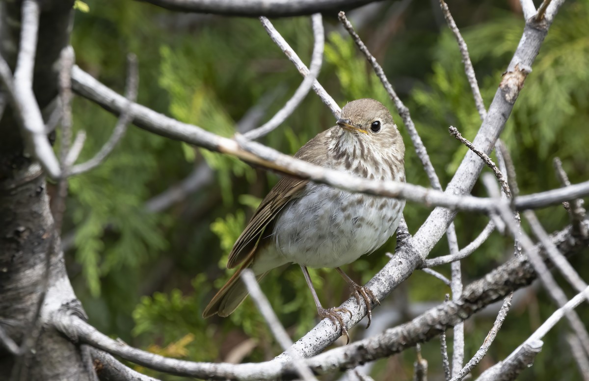 Hermit Thrush - ML638740683