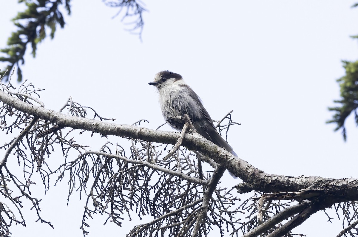 Canada Jay - ML638740690