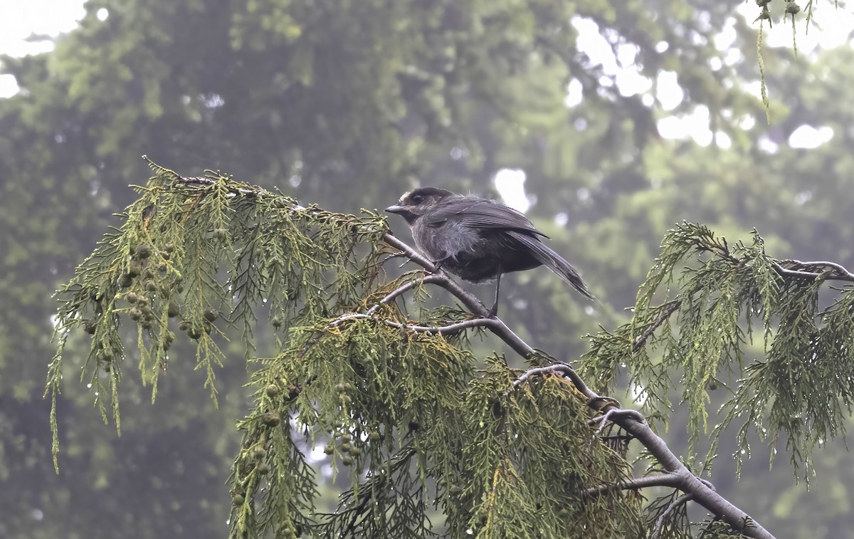 Canada Jay - ML638740691