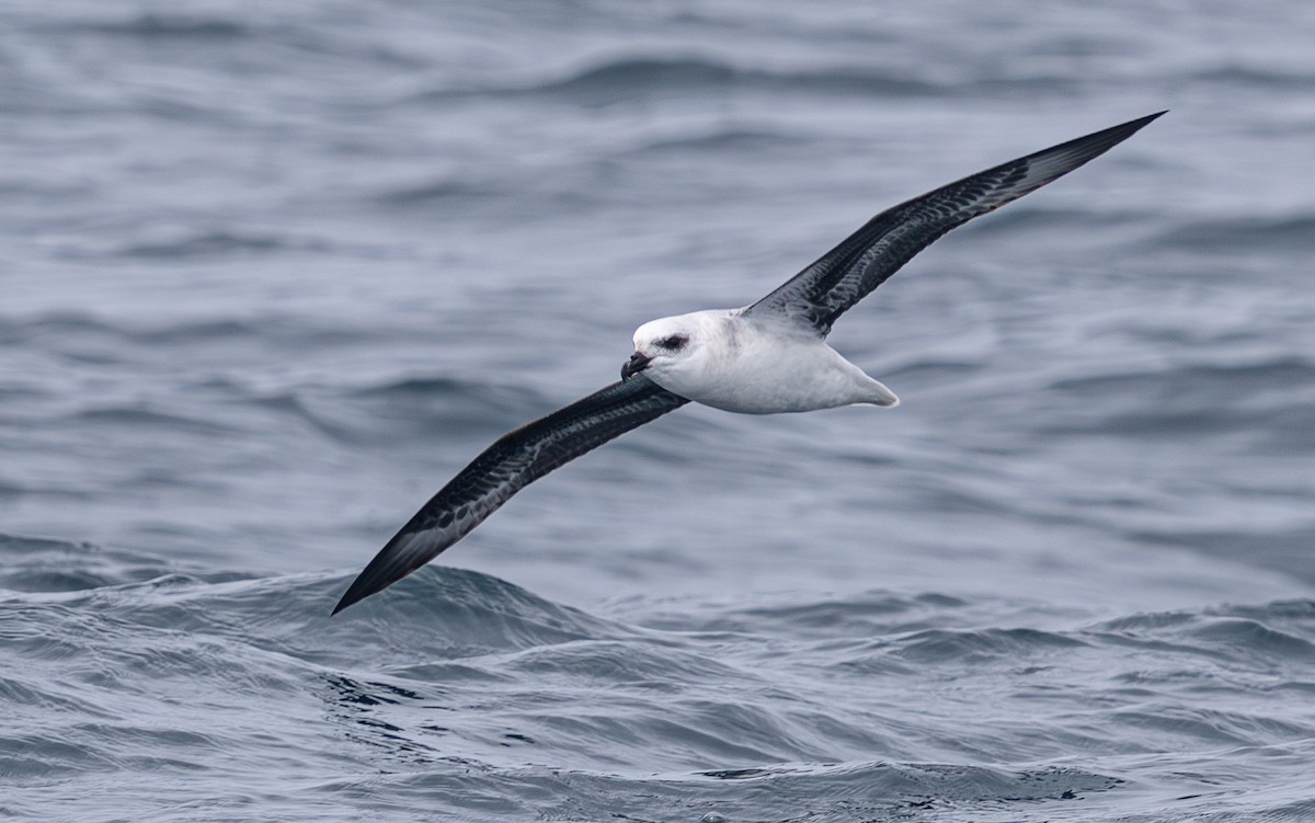 White-headed Petrel - ML638740693