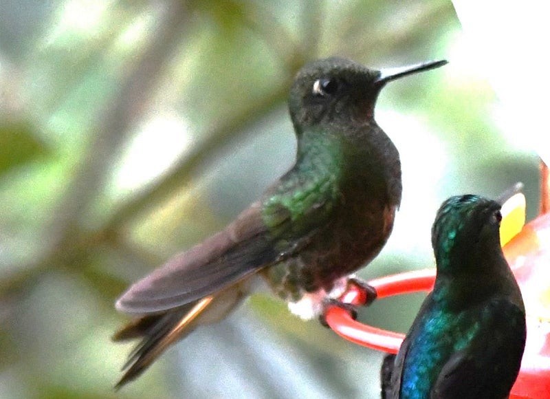 Buff-tailed Coronet - ML638740694