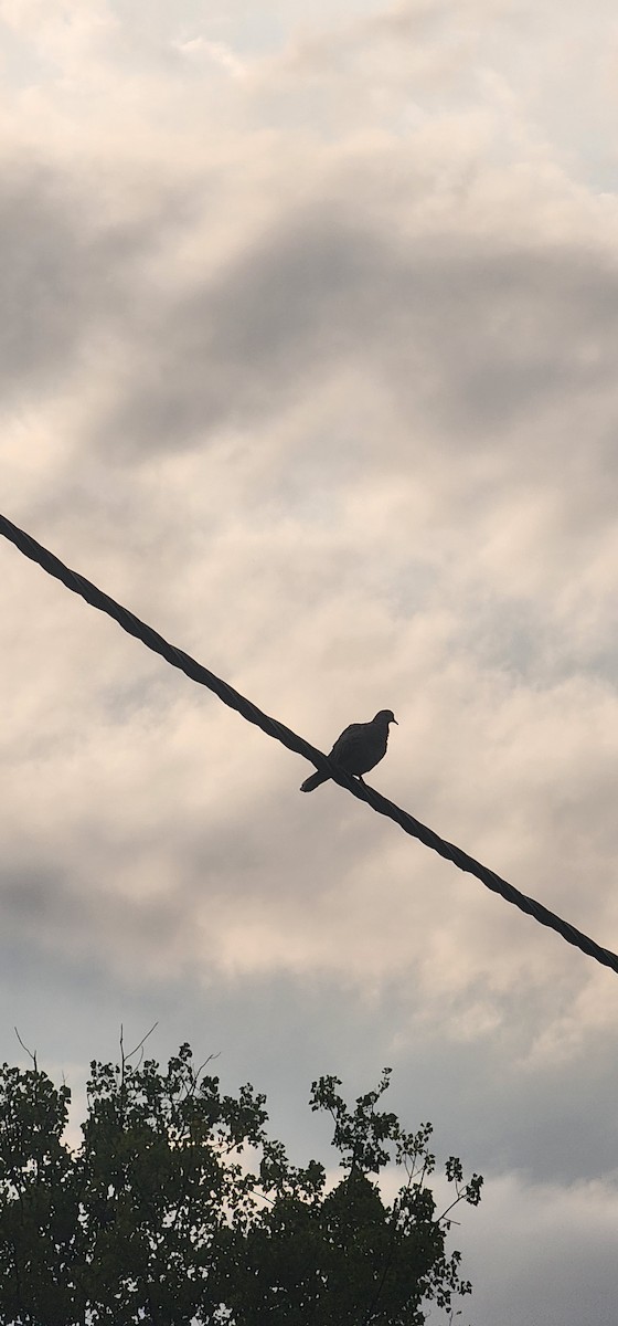 Eurasian Collared-Dove - ML638740695
