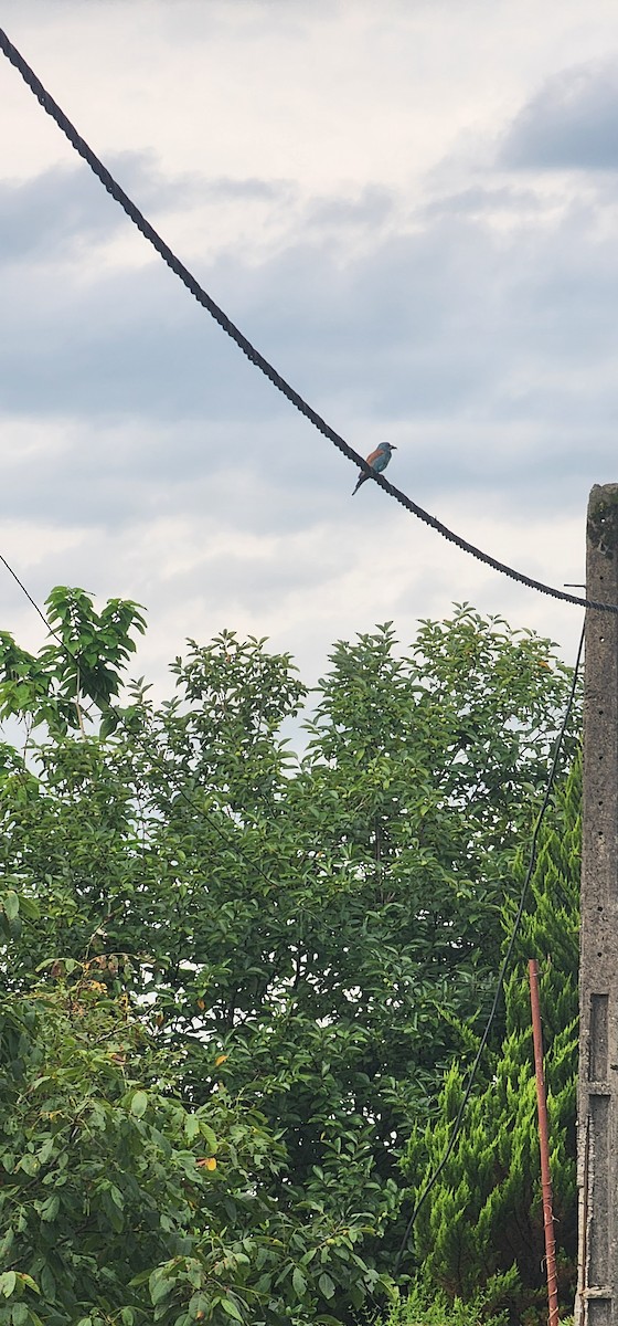 European Roller - ML638740701