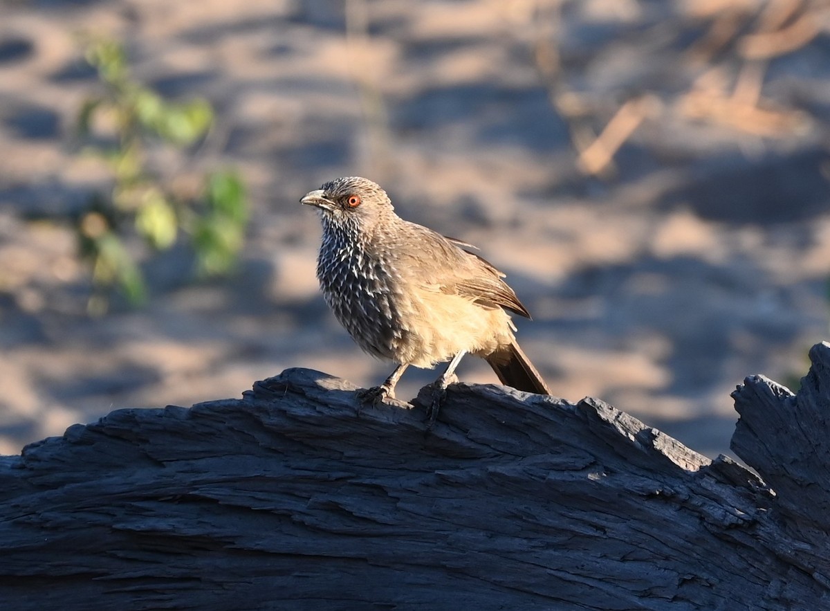 Arrow-marked Babbler - ML638740704