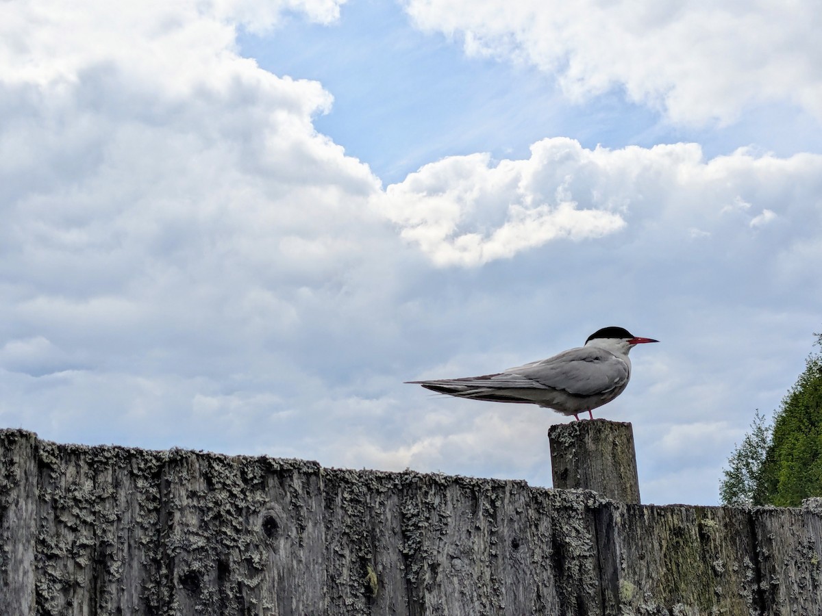 Common Tern - ML638740760
