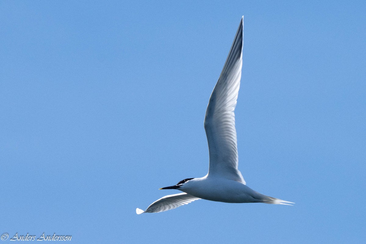 Sandwich Tern - ML638740769
