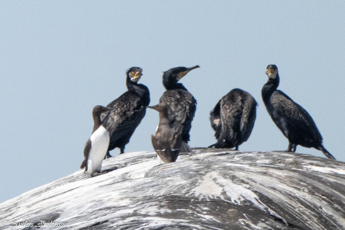 Common Murre - ML638740772