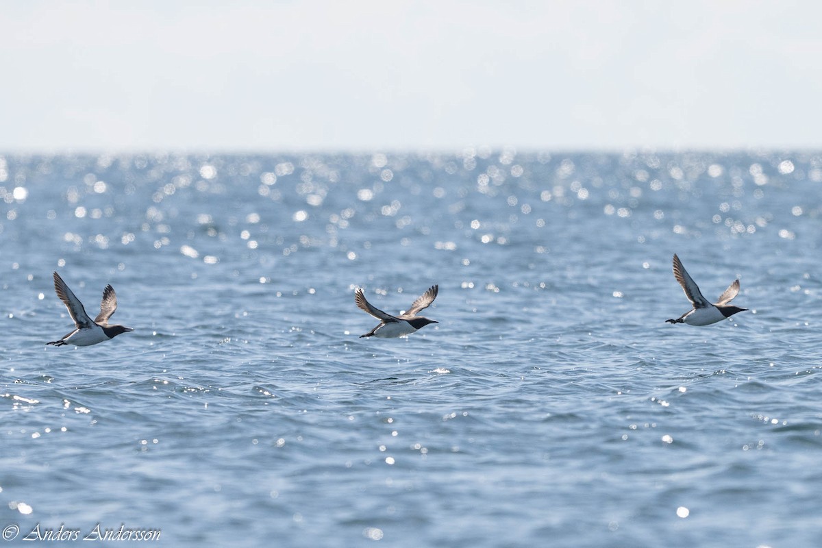 Common Murre - ML638740774