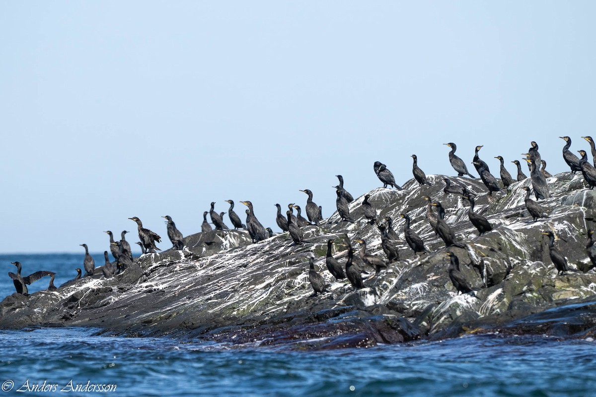 European Shag - ML638740776