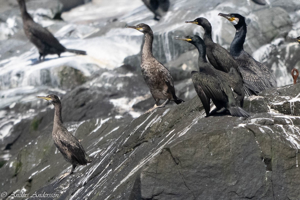 European Shag - ML638740778