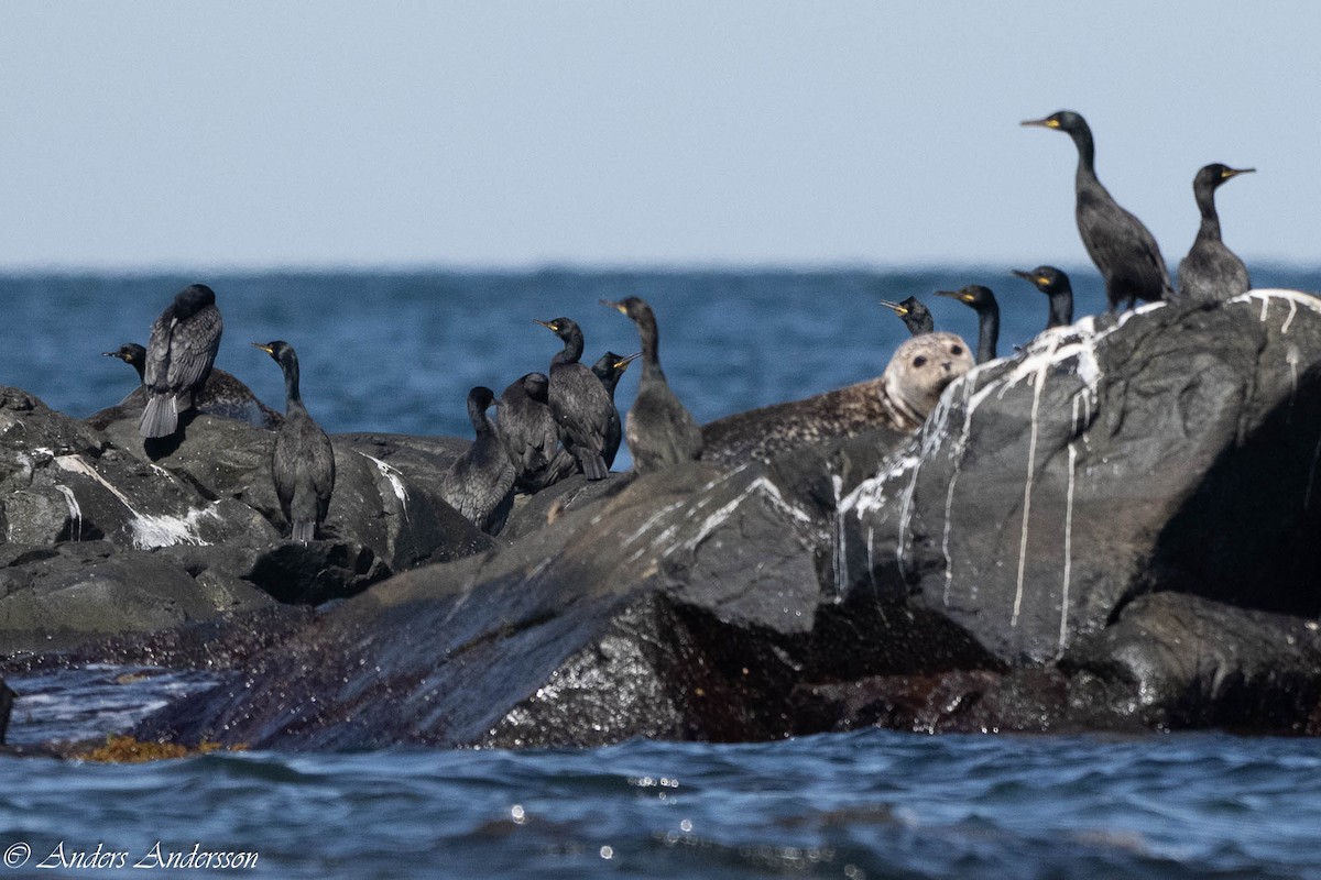 European Shag - ML638740780