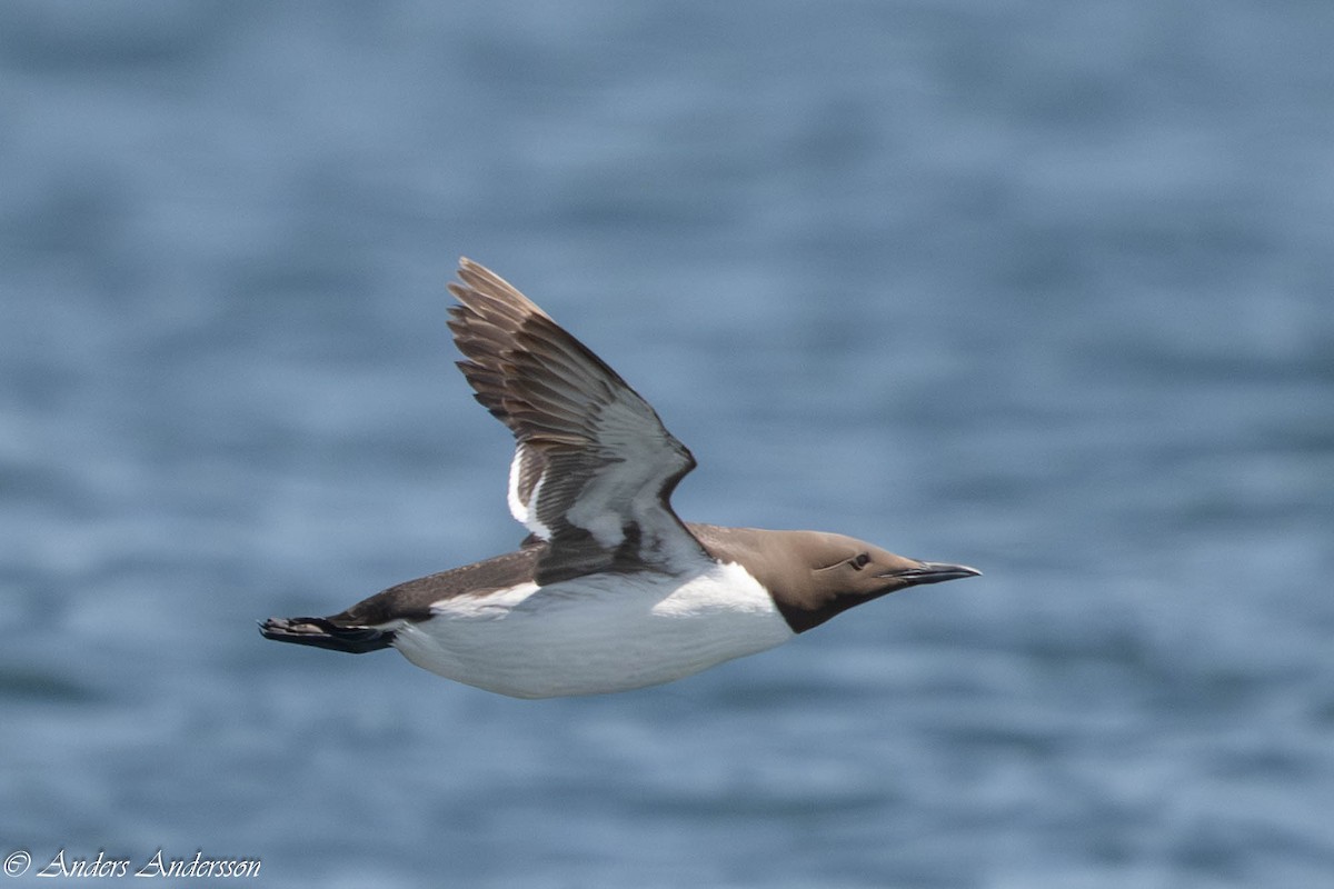 Common Murre - ML638740781