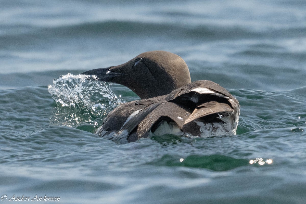 Common Murre - ML638740783