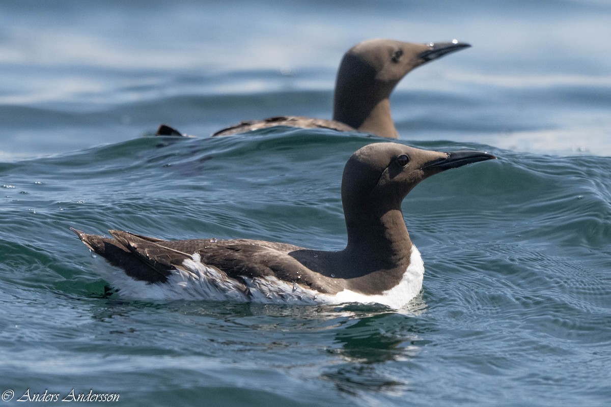 Common Murre - ML638740784