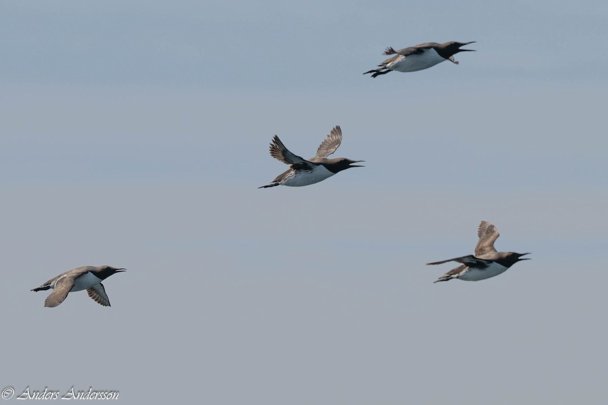 Common Murre - ML638740785
