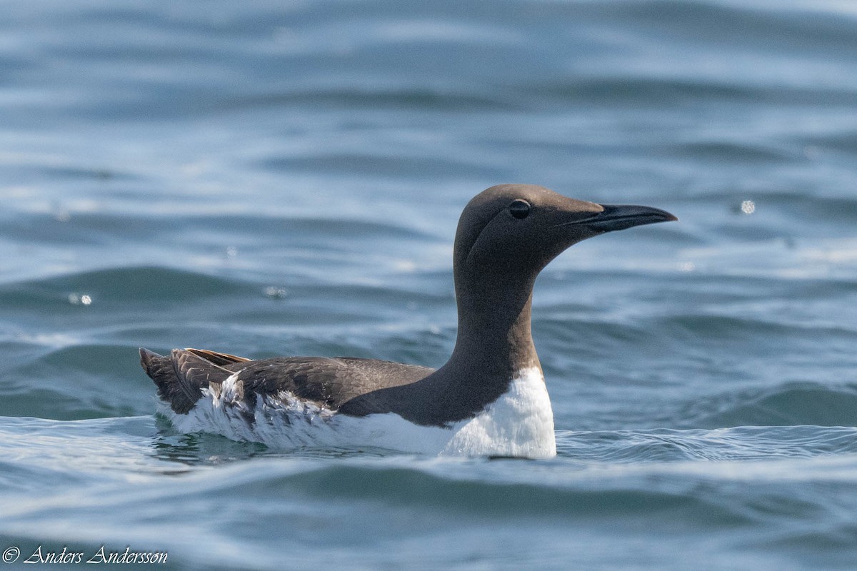 Common Murre - ML638740786