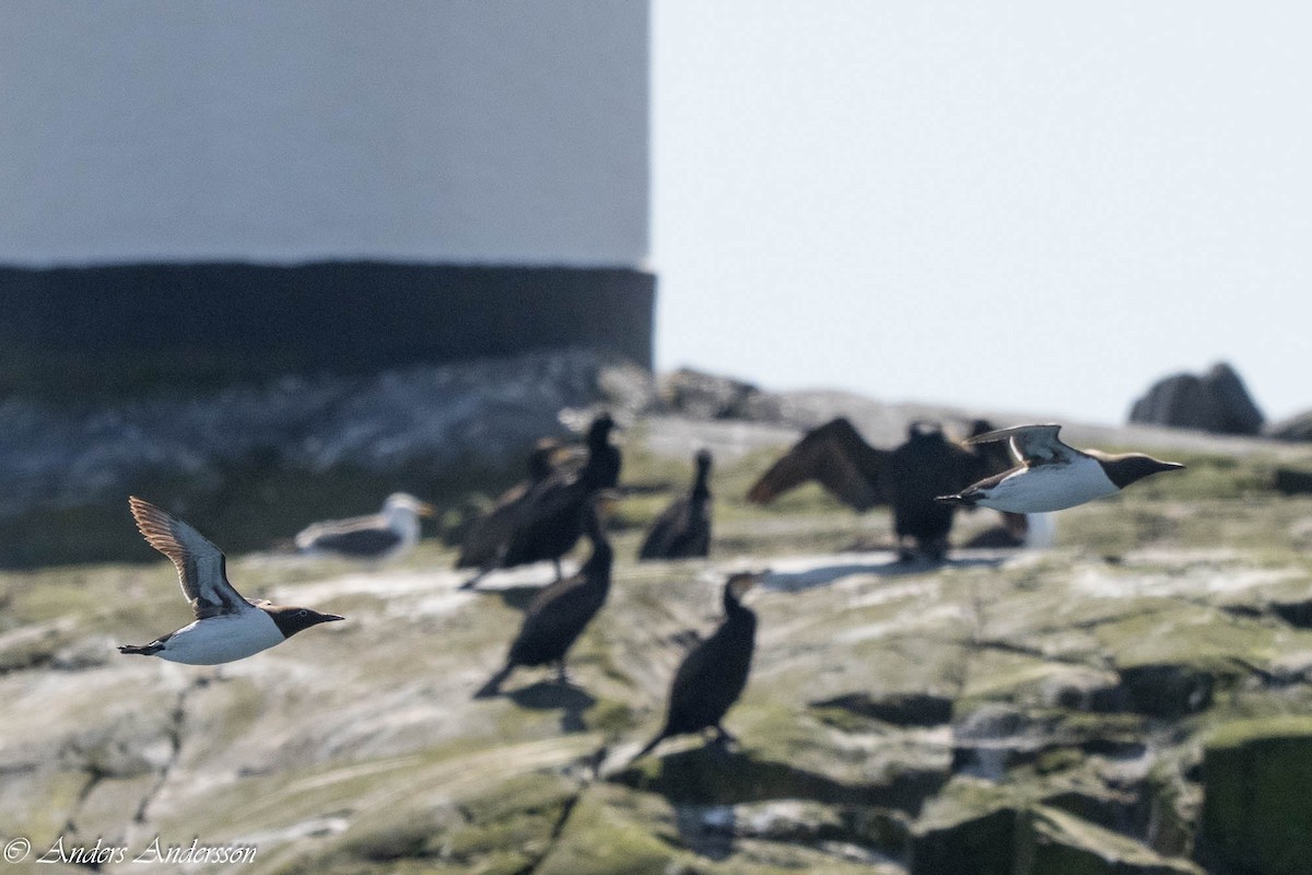 Common Murre - ML638740789