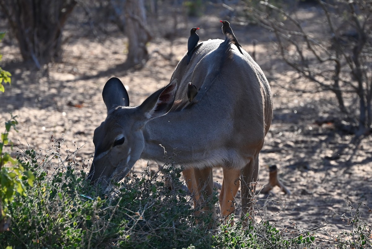 Red-billed Oxpecker - ML638740793