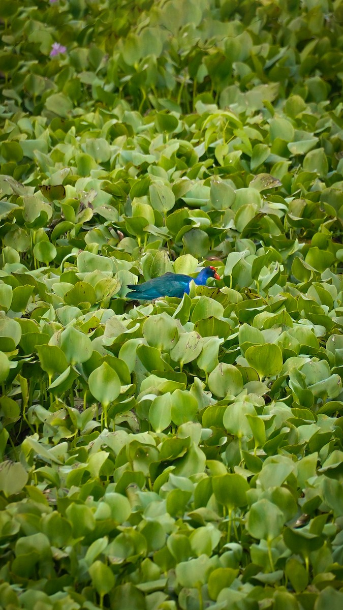 Black-backed Swamphen - ML638740794