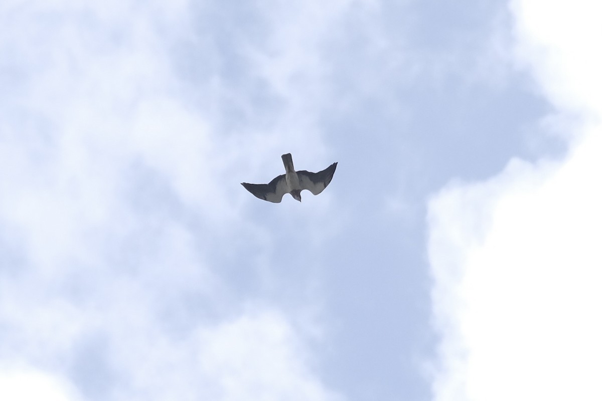 Swainson's Hawk - ML638740800