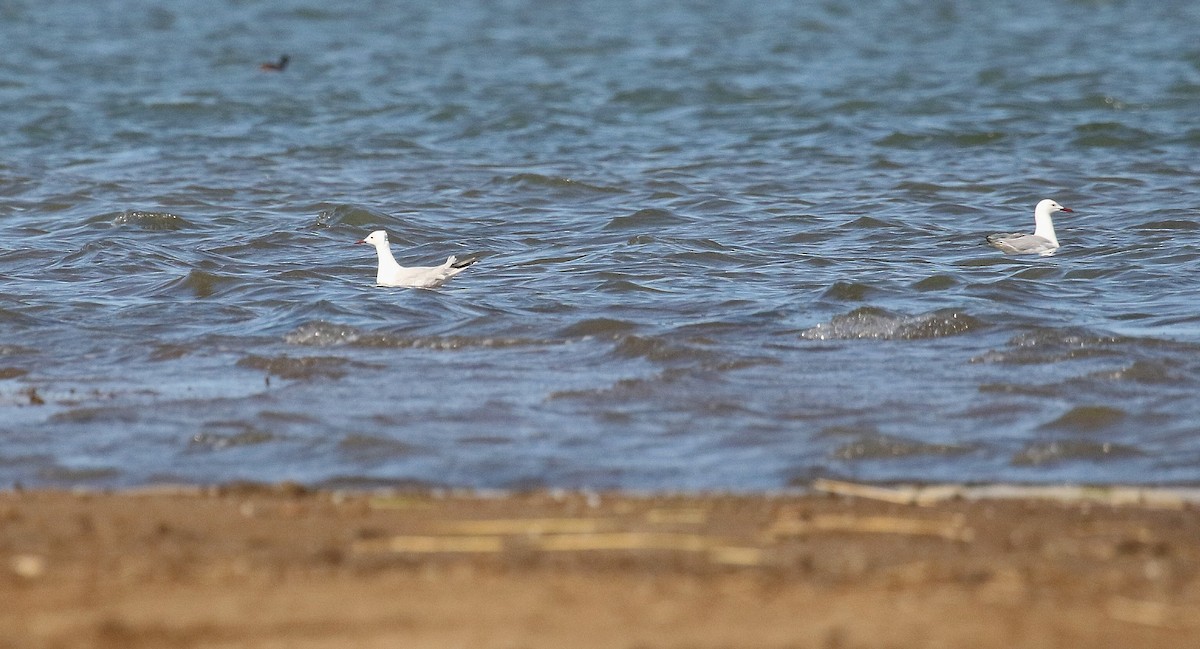 Slender-billed Gull - ML638740805