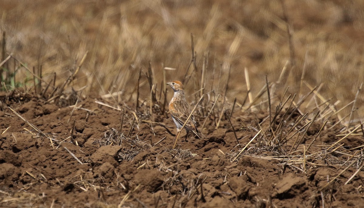 White-winged Lark - ML638740818