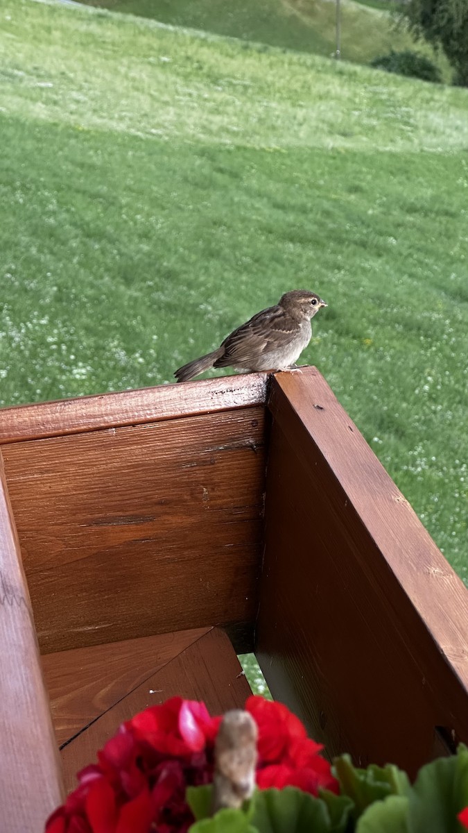 Italian Sparrow - ML638740836