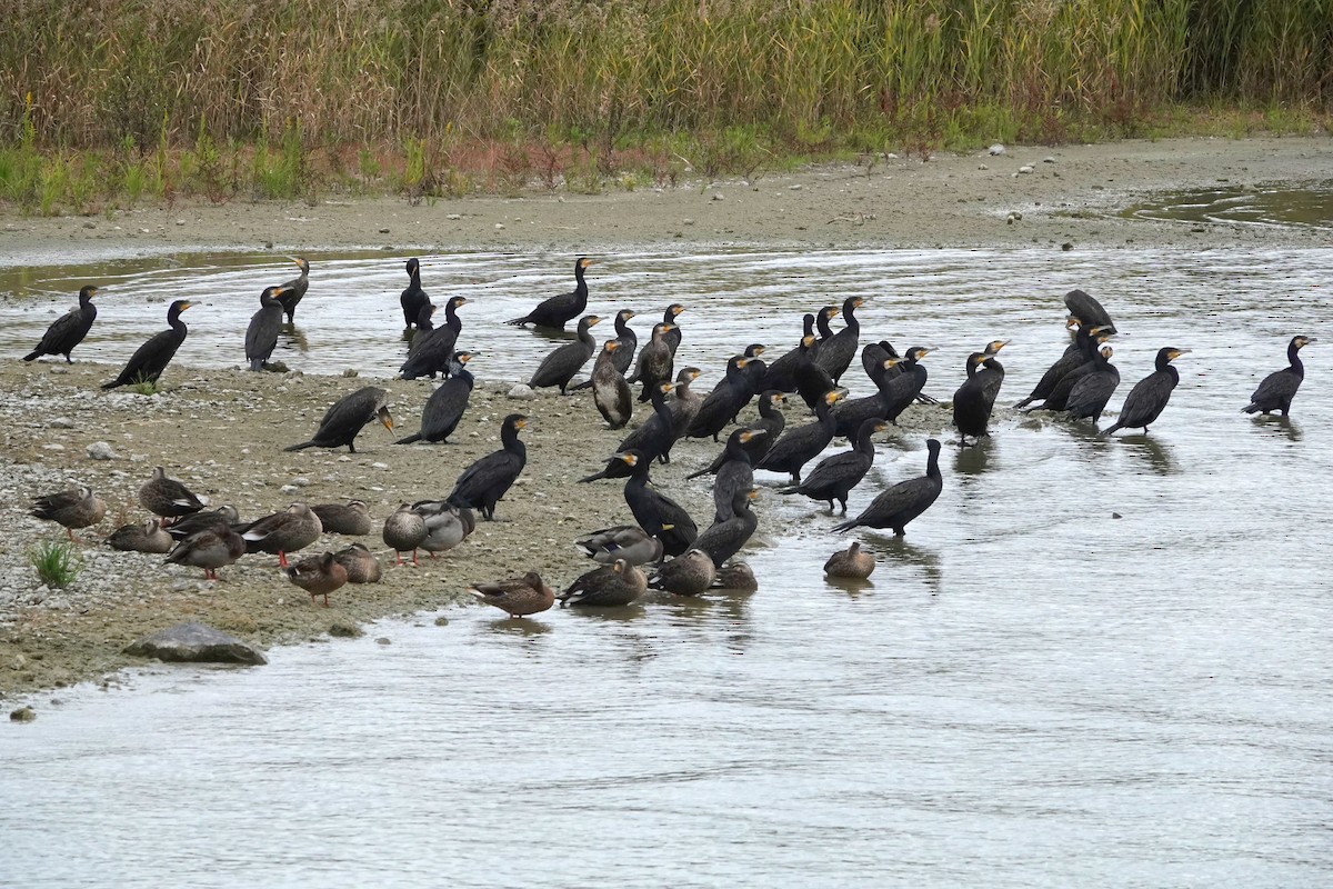 Great Cormorant - ML638740846