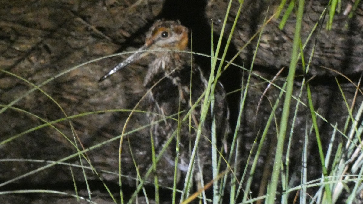 Wilson's Snipe - ML638740856