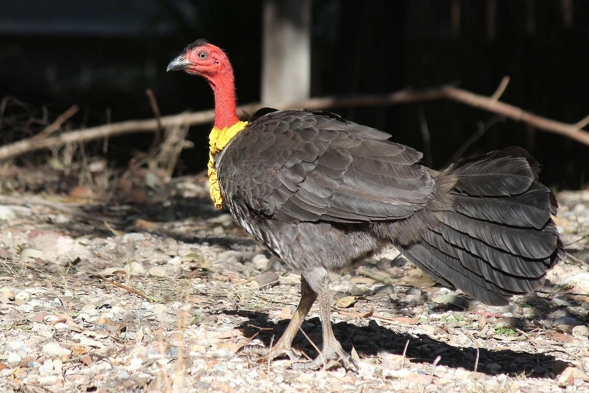 Australian Brushturkey - ML638740862