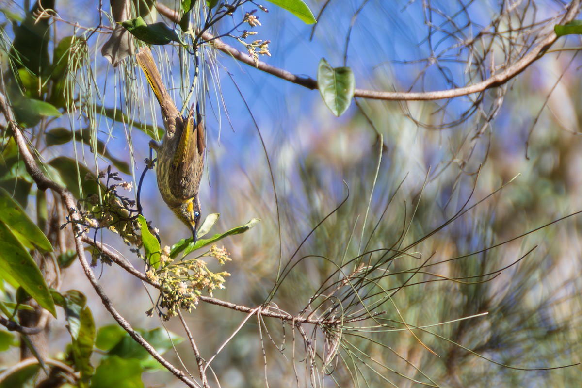 Mangrove Honeyeater - ML638740869