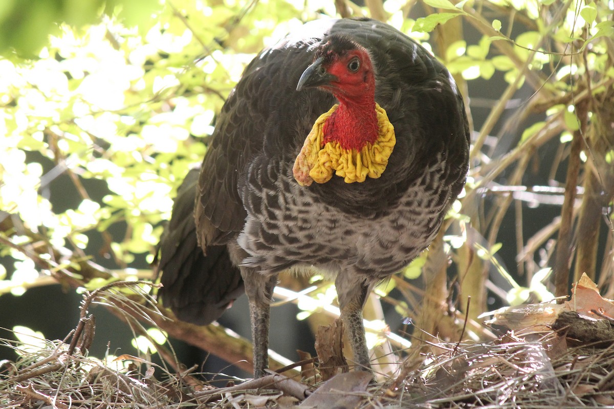 Australian Brushturkey - ML638740885