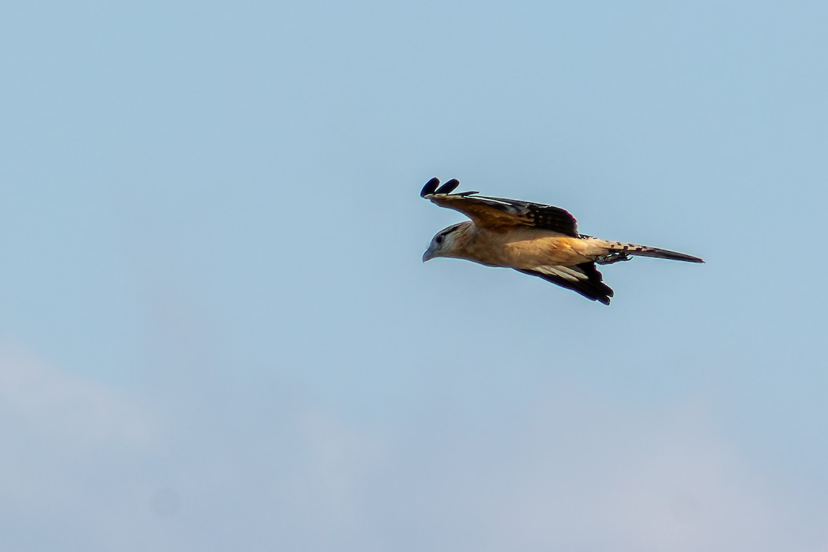Yellow-headed Caracara - ML638740900