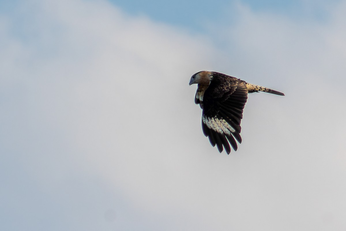 Yellow-headed Caracara - ML638740901