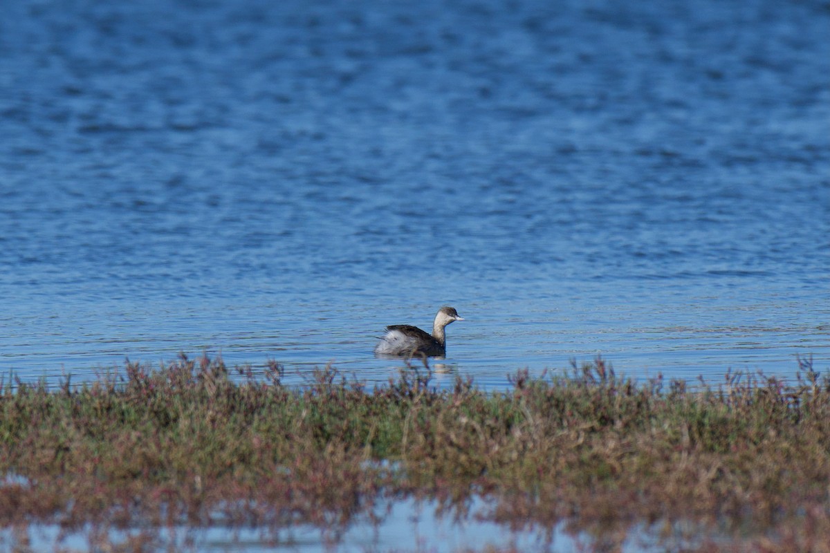 Hoary-headed Grebe - ML638740919
