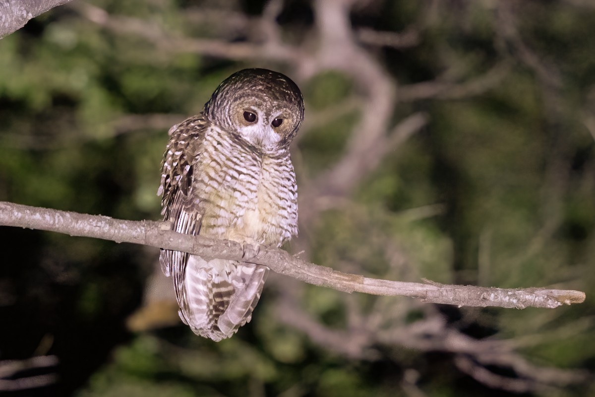 Rufous-legged Owl - ML638740920